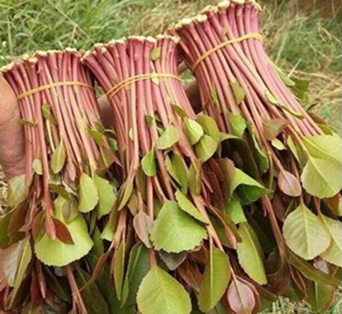 What to Do After Chewing Khat HubPages