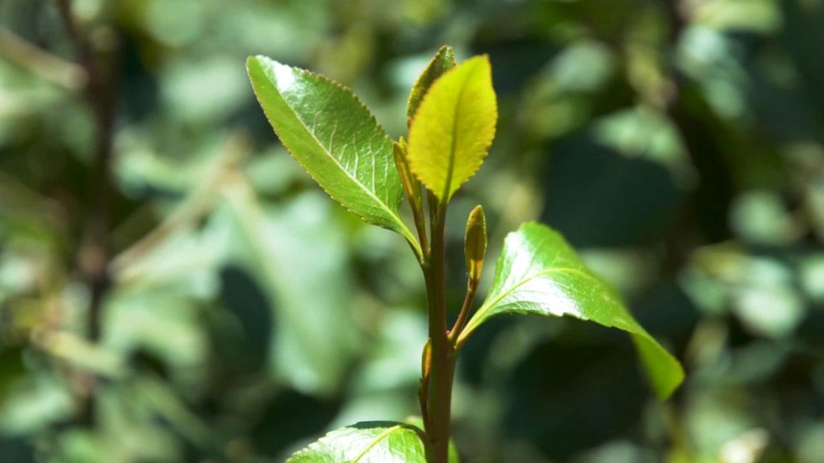 What to Do After Chewing Khat HubPages