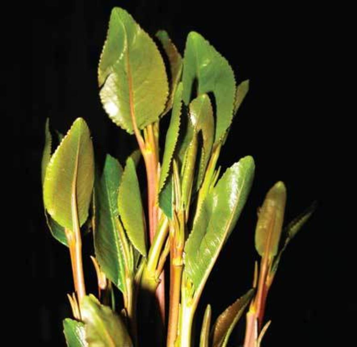 What to Do After Chewing Khat HubPages