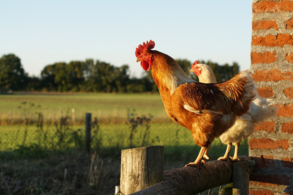 Can You Raise Chickens in Your Backyard? PetHelpful