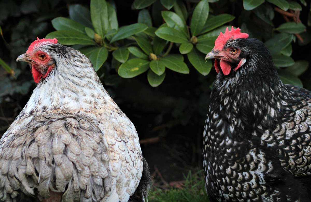 Cedar Acres Coop!  BackYard Chickens - Learn How to Raise Chickens