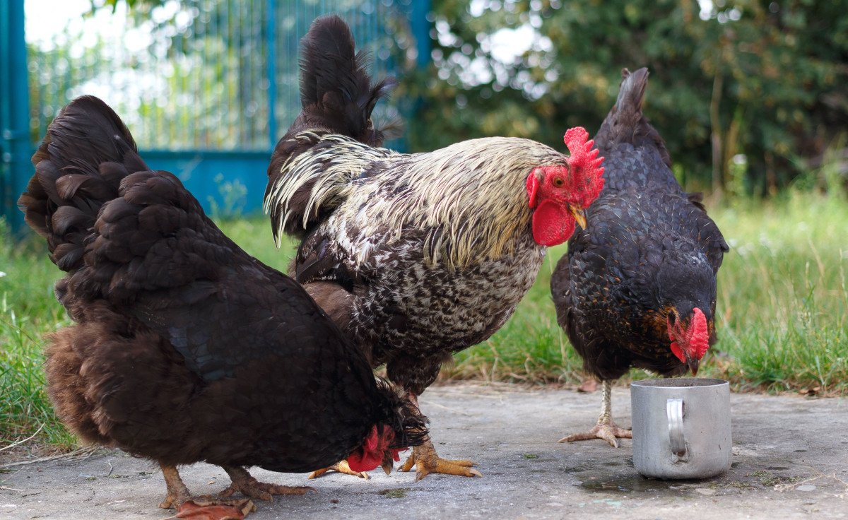 Can You Raise Chickens in Your Backyard? PetHelpful