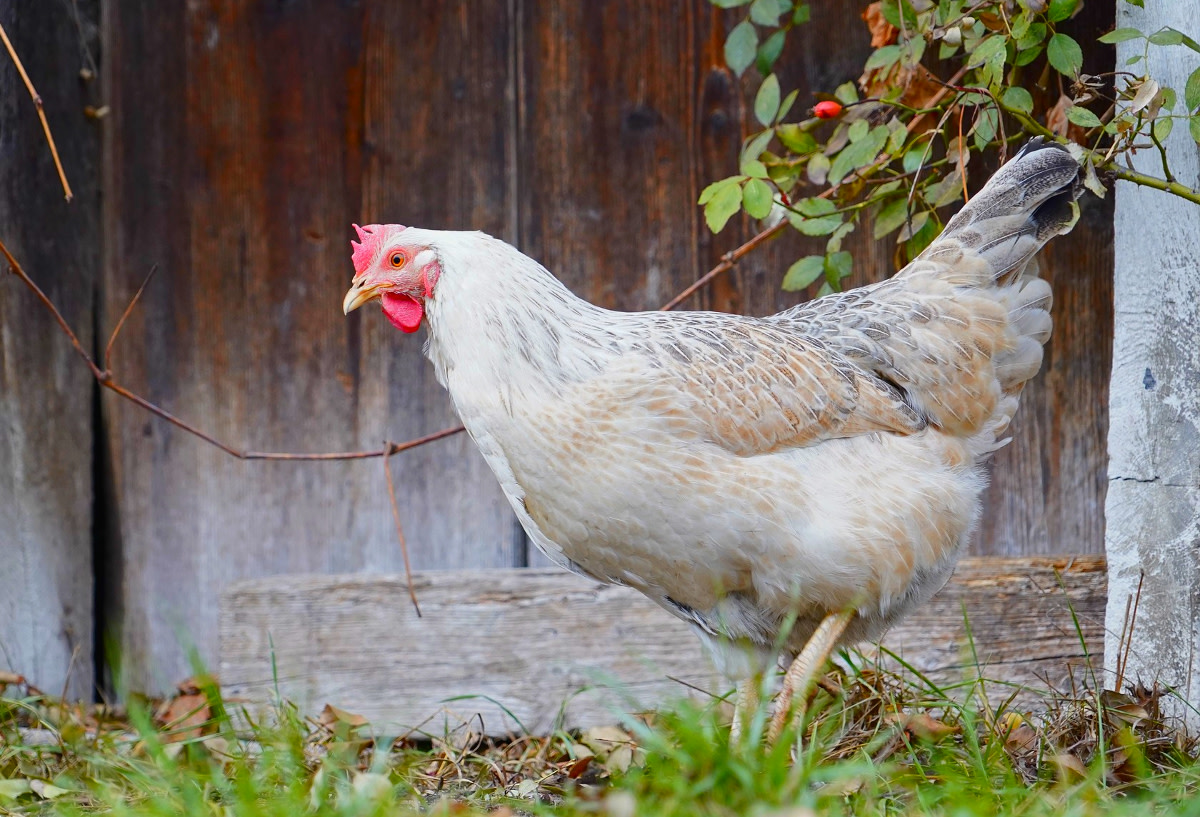 Cedar Acres Coop!  BackYard Chickens - Learn How to Raise Chickens