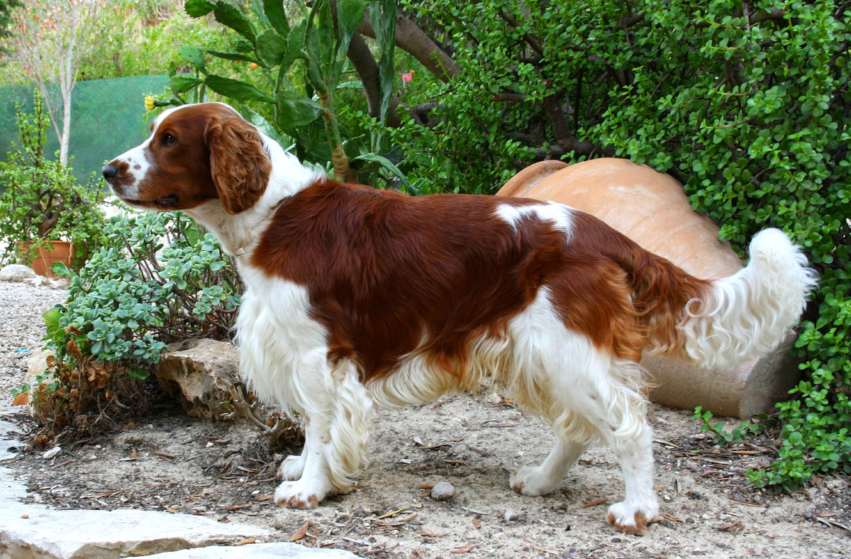 The Welsh Springer Spaniel: A Loyal and Energetic Breed With a Rich History