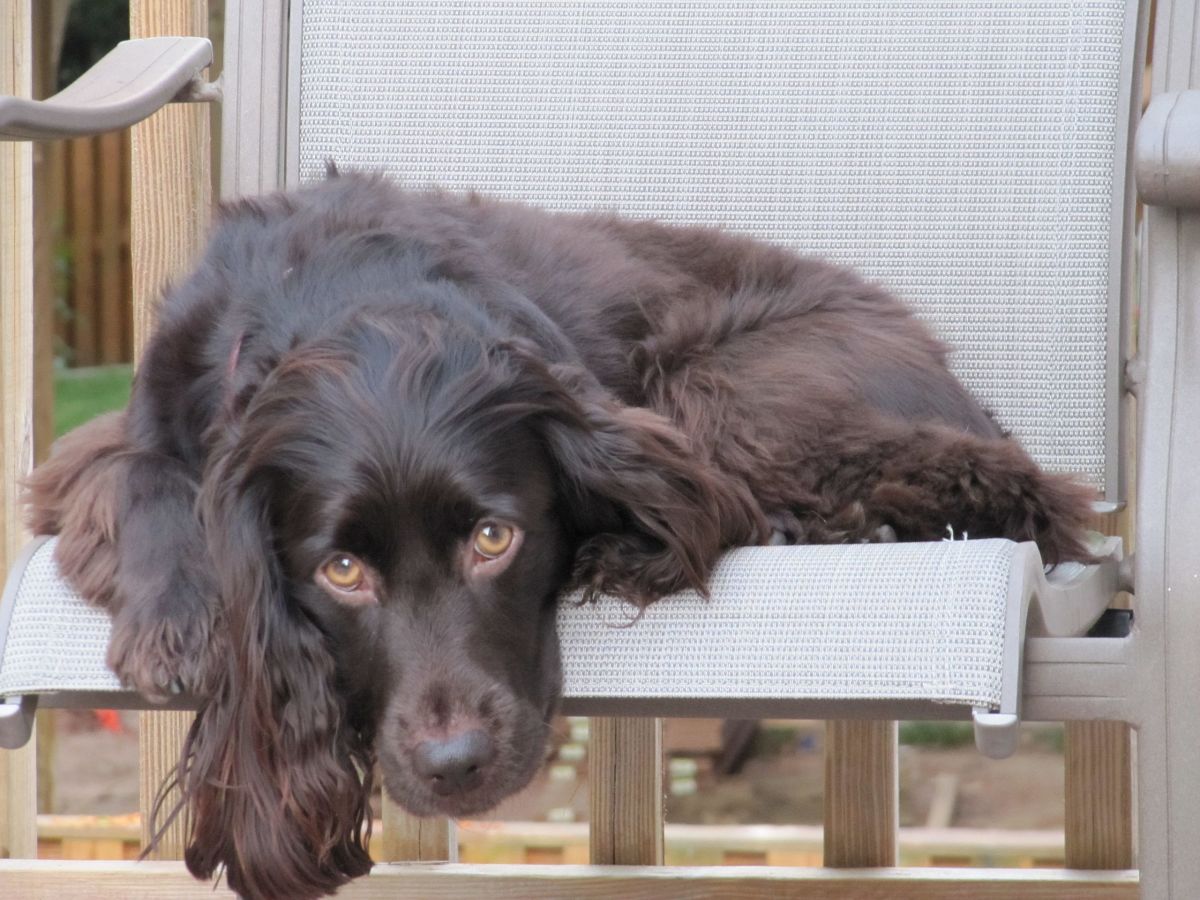 The Ultimate Guide to the Boykin Spaniel: South Carolina's Hottest Dog Breed