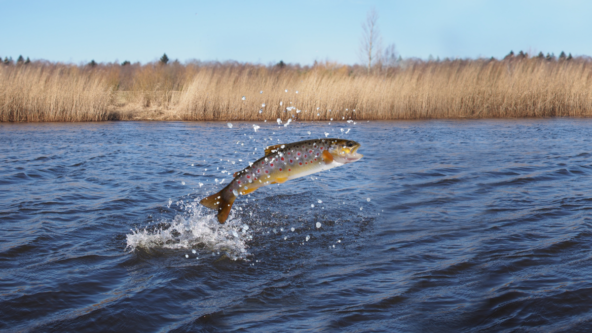 Spring Fishing in Maine: Trolling for Landlocked Salmon