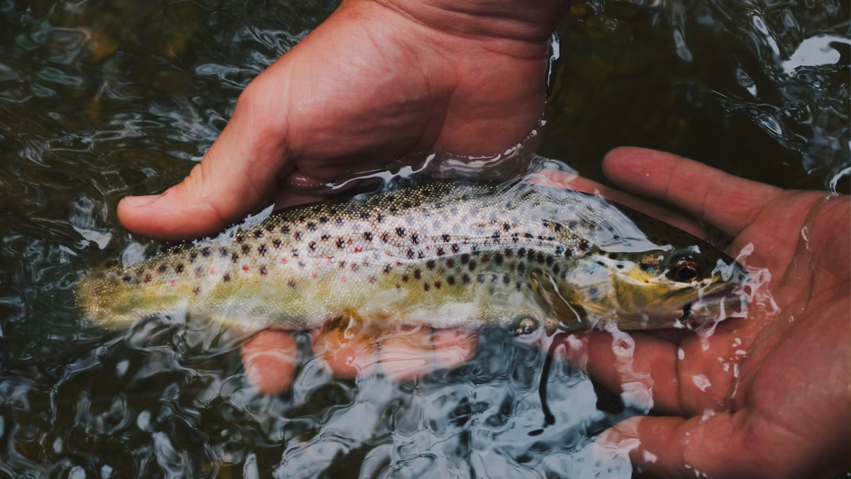 Trout Fly Fishing With a Spinning Rod (& the 1,2,3 Strategy)