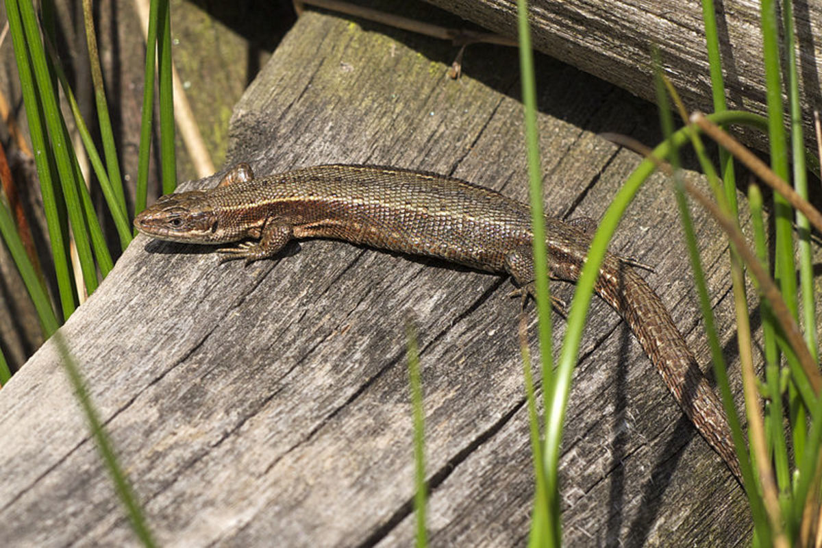 The Common Lizard is not so common now