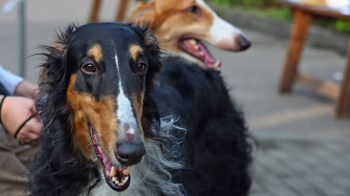 Unveil the Enchanting World of Borzois A Complete Breed Guide PetHelpful