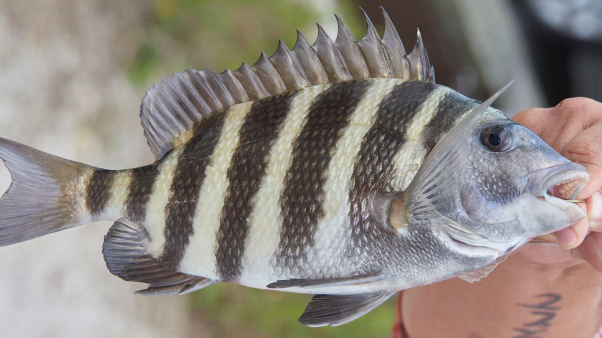 How to Catch Sheepshead: Fishing Tips and Techniques