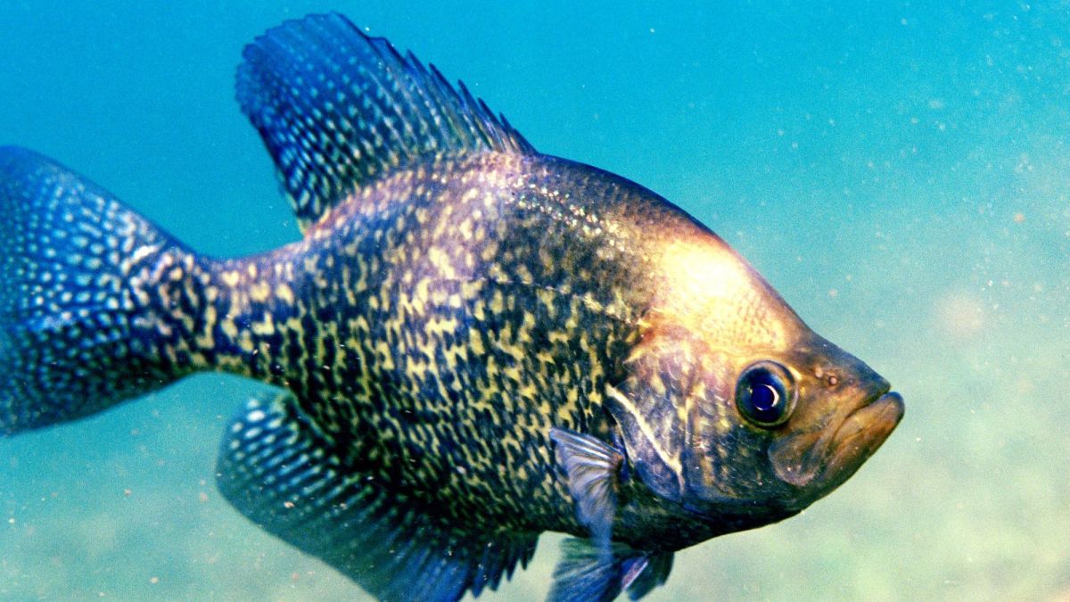 7 Best Lakes in Texas for Crappie Fishing and a Few Tips