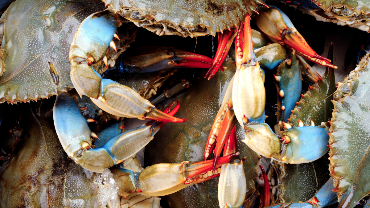 How to Catch Blue Crabs