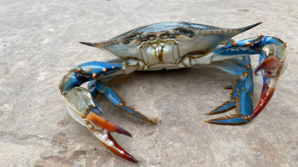 How to Catch Blue Crabs, With Videos - SkyAboveUs