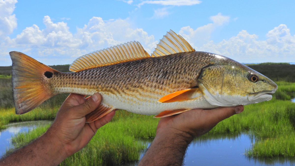 Red Drum Fishing Tips and Techniques