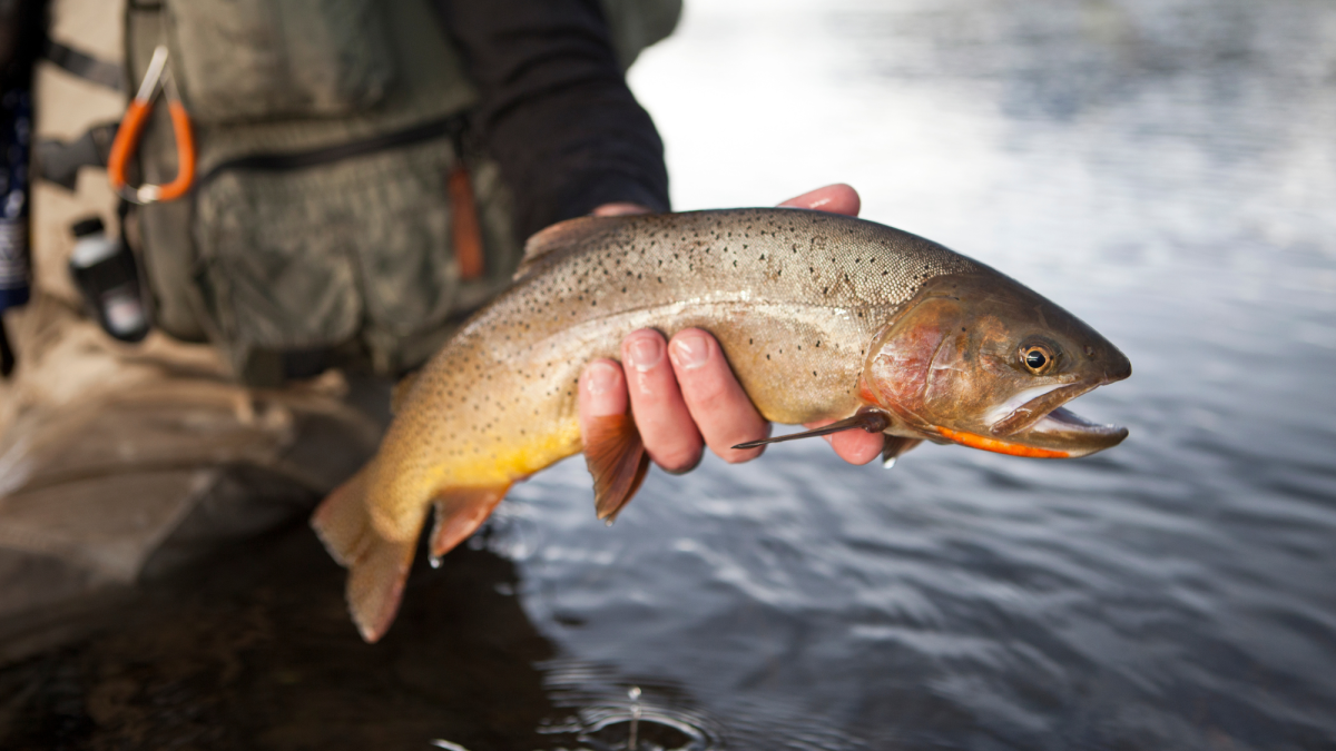 Spinner Fishing for Trout: Try These Tips for More Fish