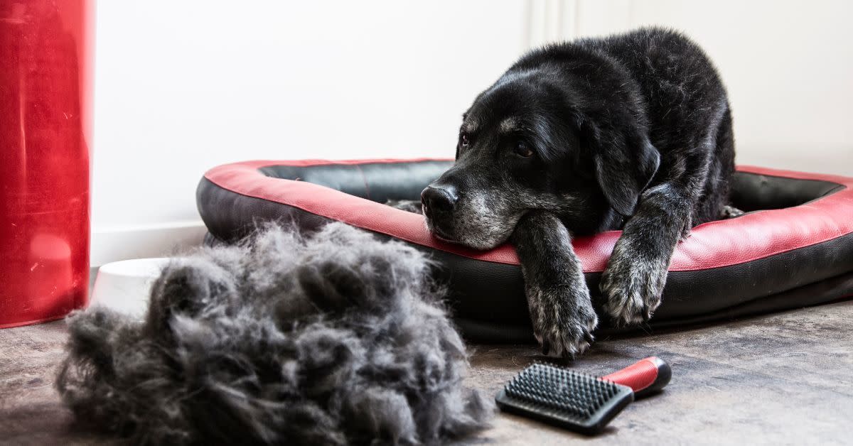 Pet Hair Hacks! Top 5 Ways To Manage Shedding From Your Dog In