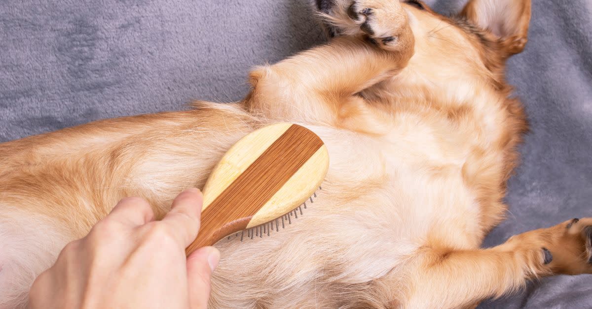 Pet Hair Hacks! Top 5 Ways To Manage Shedding From Your Dog In Your Home! 