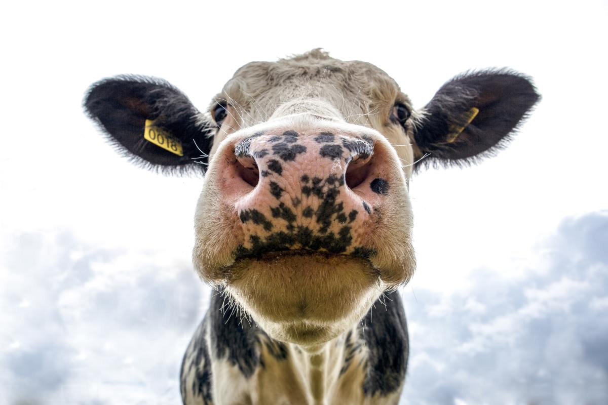 How to Keep Your Cows Happy and Avoid Stress-Related Health Problems