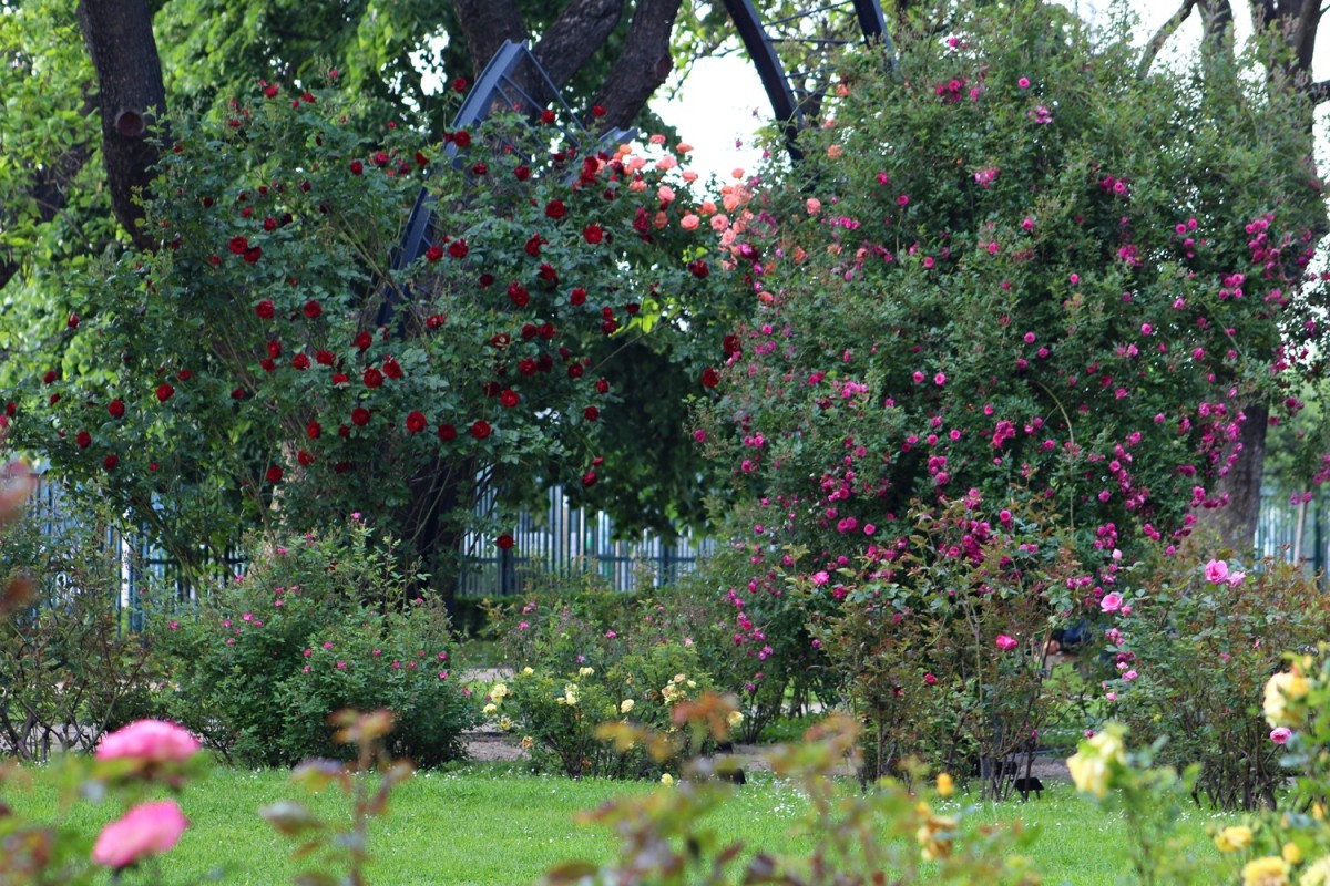Amazing Rose Gardens in Budapest