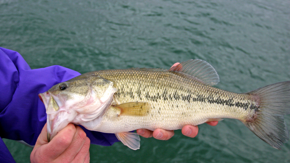 Top 5 Best Fishing Lures for Bass