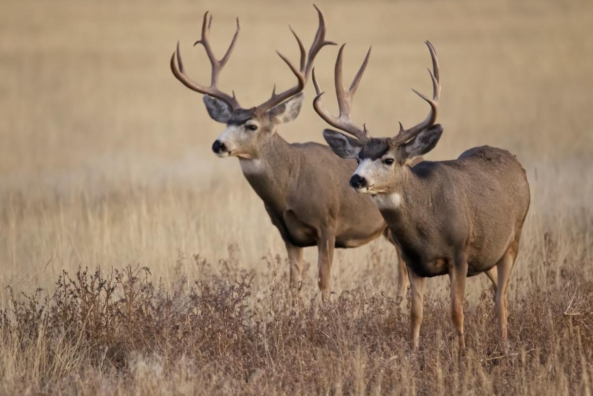 The Best Mule Deer Caliber, Gear, Tactics, and More
