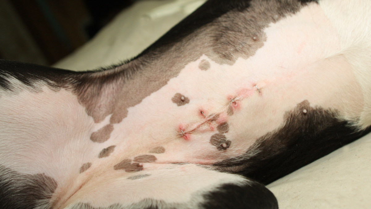 Do girl dogs bleed after sale being spayed