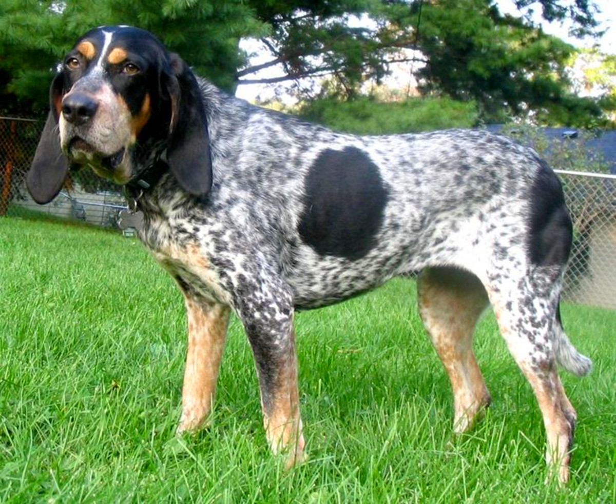 Explore the Captivating World of Bluetick Coonhounds: A Comprehensive Breed Guide
