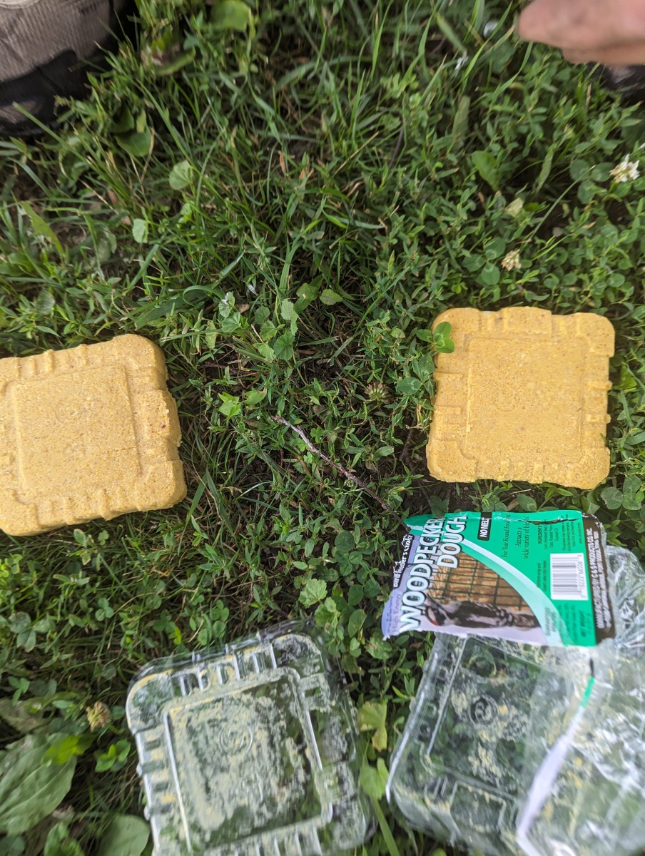 Bird Feeding - Woodpecker Dough - HubPages