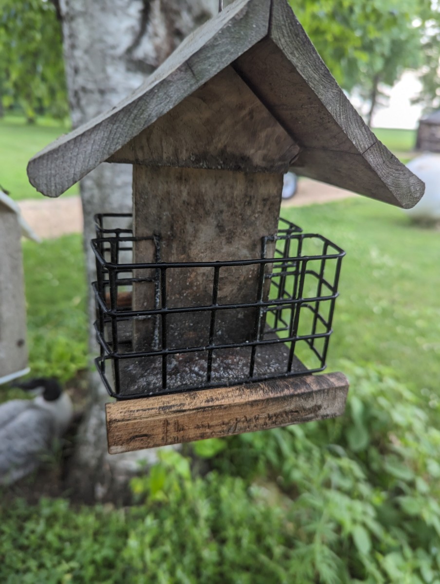 Bird Feeding - Woodpecker Dough - HubPages