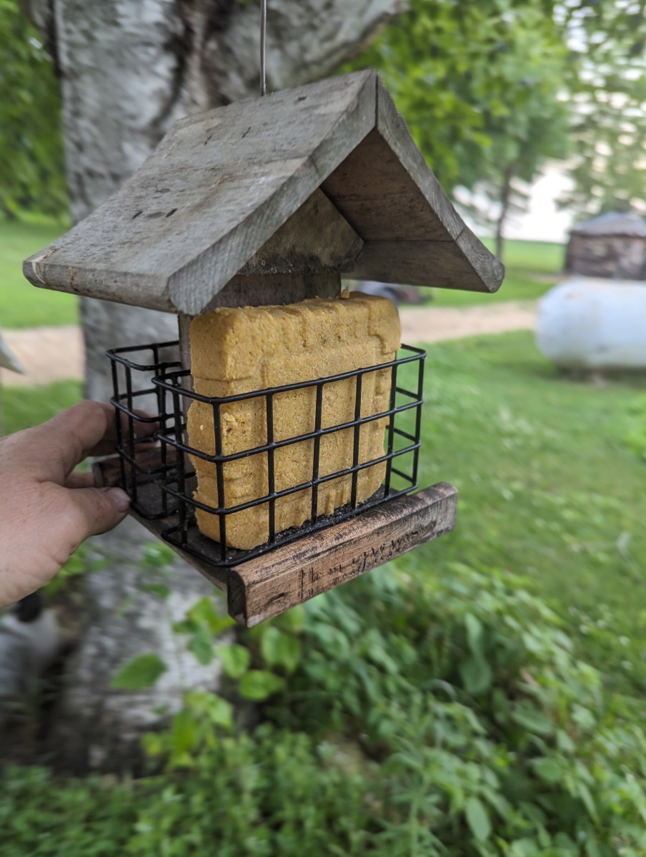 Bird Feeding - Woodpecker Dough - HubPages