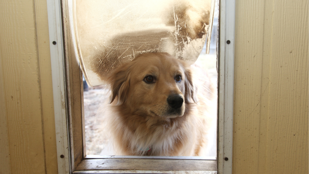 Help, My Dog Won't Use the Doggy Door! (16 Tips for Success)