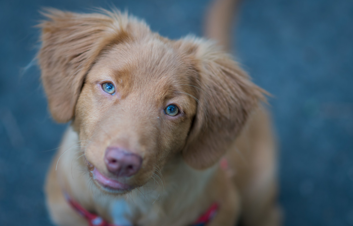 does the nova scotia duck tolling retriever love children