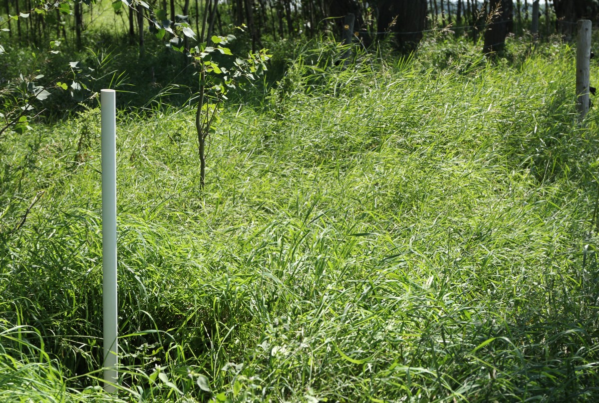 Will Plants Damage My Septic Field? Dengarden