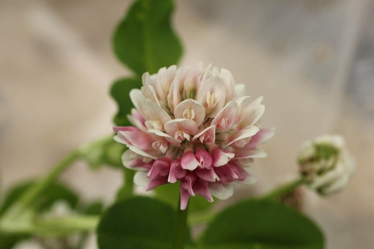 Will Plants Damage My Septic Field? Dengarden