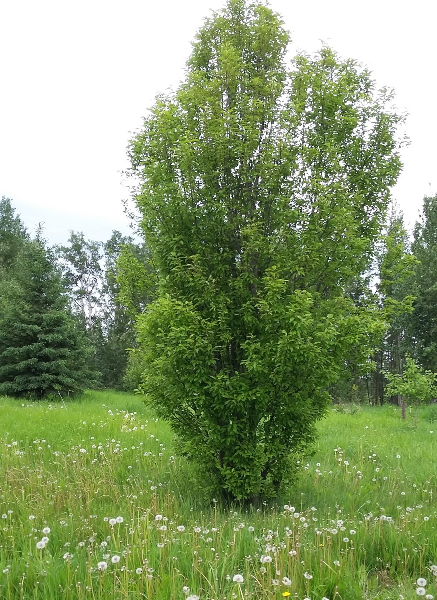 Will Plants Damage My Septic Field? Dengarden