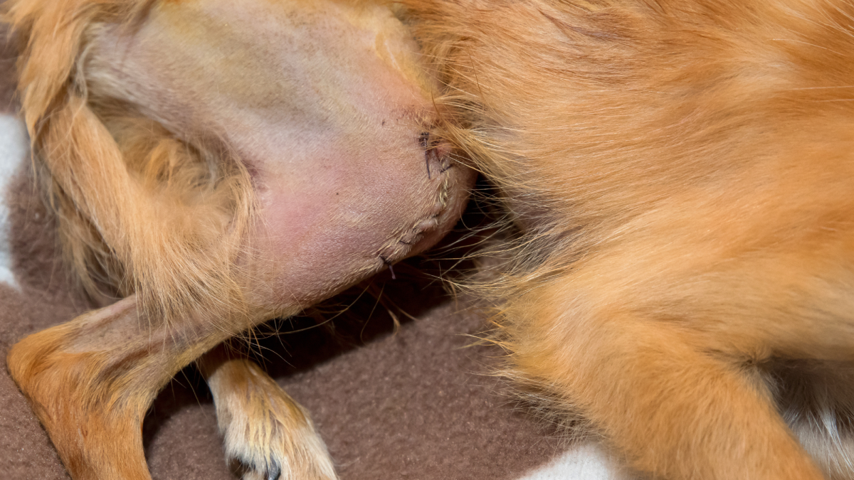 What Is a Luxating Patella in Dogs and How Do I Prevent It?