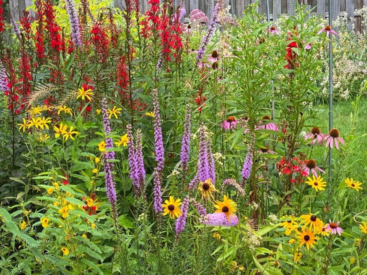 Choosing Native Plants for Ohio Lawns and Landscapes