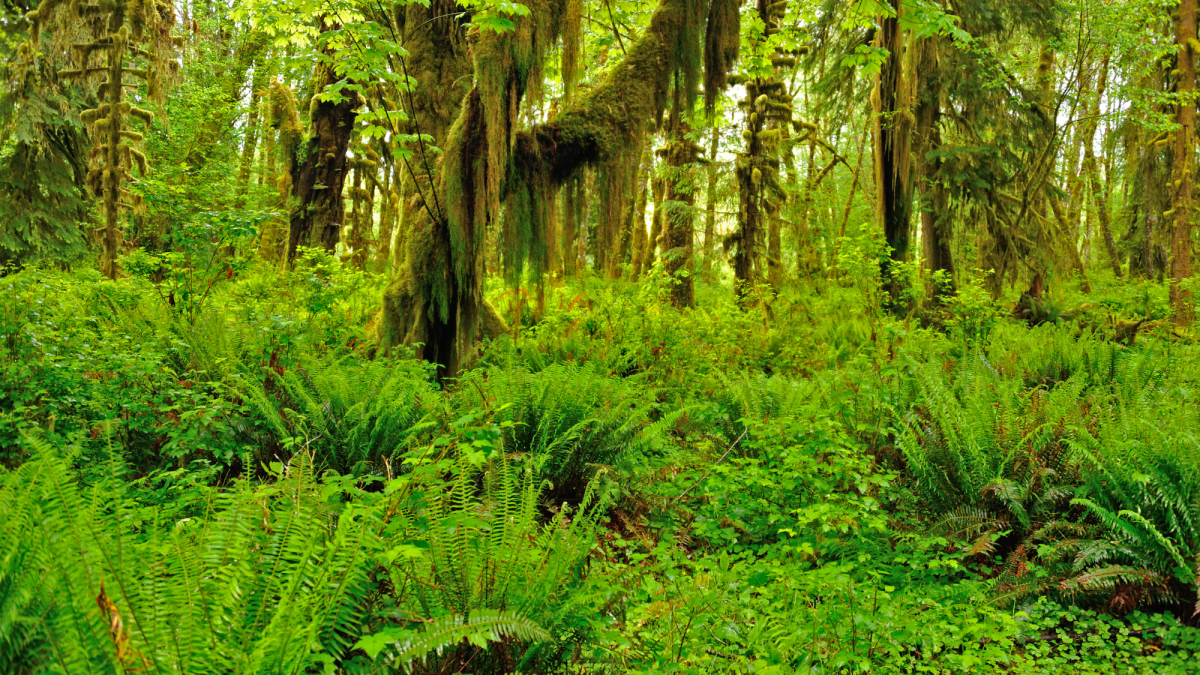 My Summertime Destination: The Quinault Rainforest
