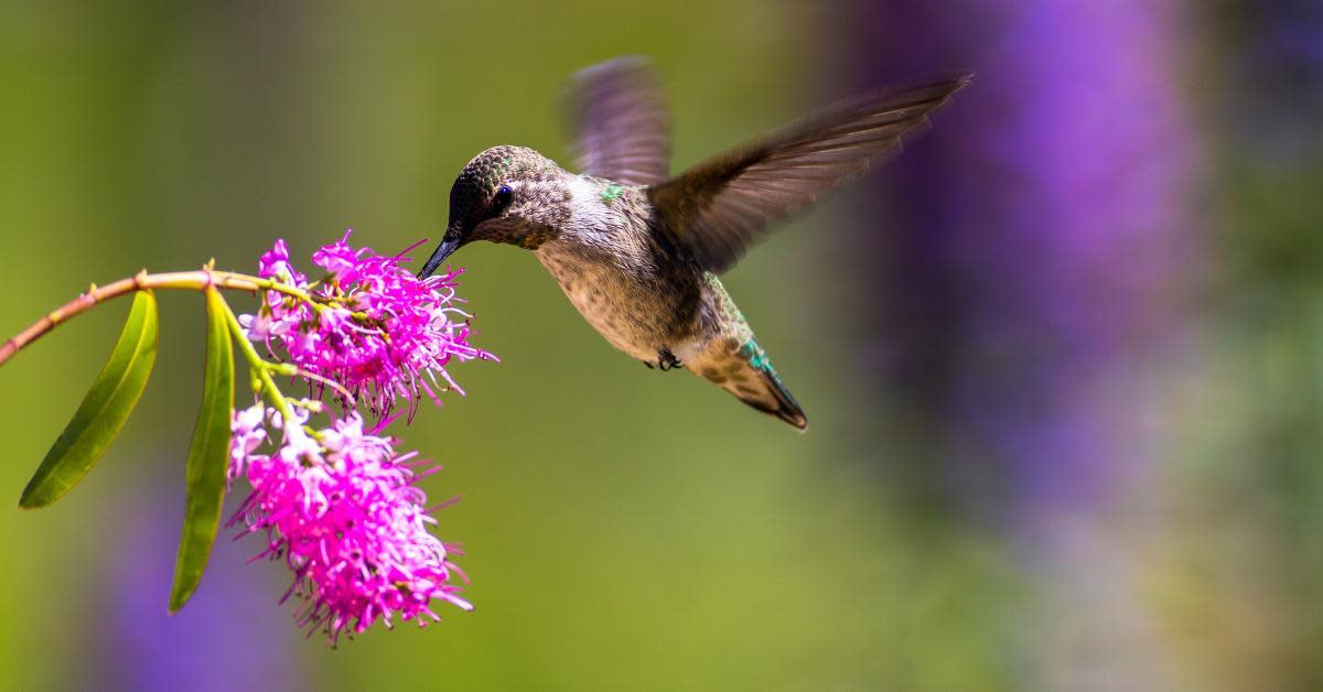 Can Hummingbirds Have Cane Sugar?