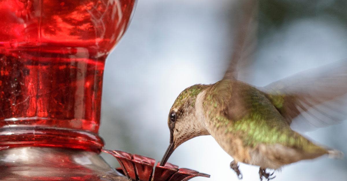 Can Hummingbirds Have Cane Sugar? PetHelpful