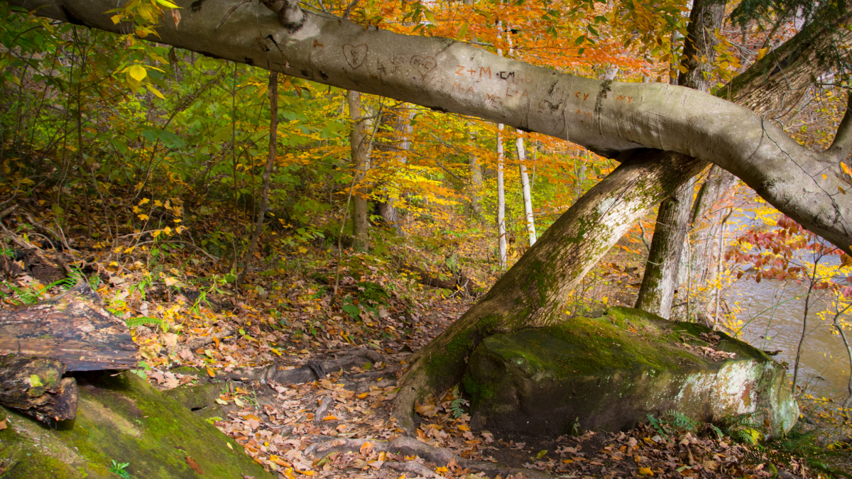 5 Great State Parks for Camping and Hiking in Ohio