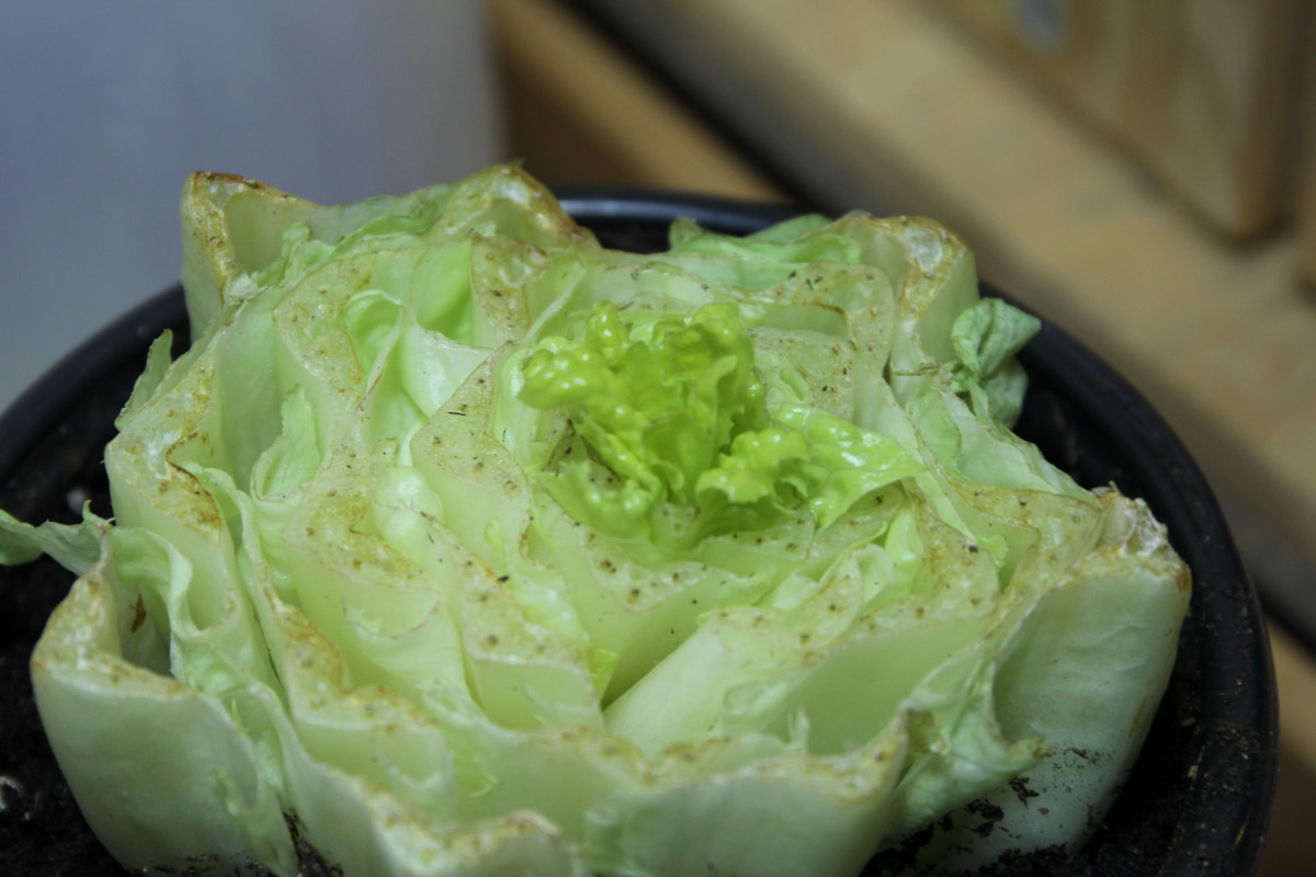 Will Lettuce Cuttings Bolt and What Can I Do About It? Dengarden