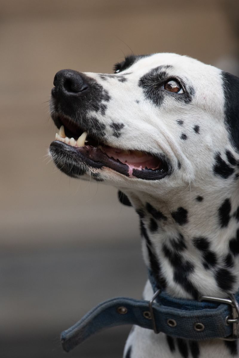 10 Things to Consider Before Getting a Dalmatian