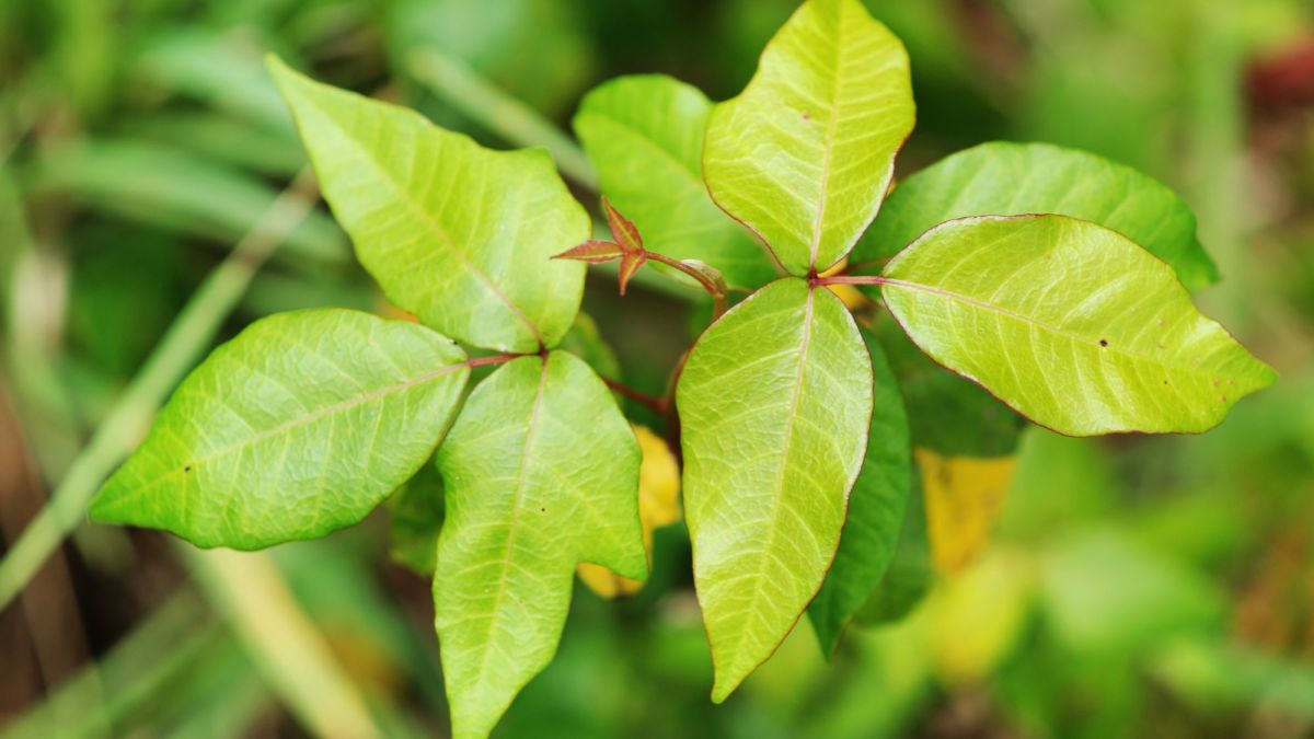 How to Prevent Poison Ivy Outbreaks