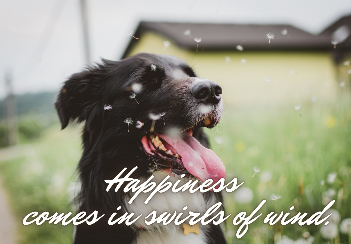 150+ Windy Weather Quotes and Caption Ideas for Instagram TurboFuture