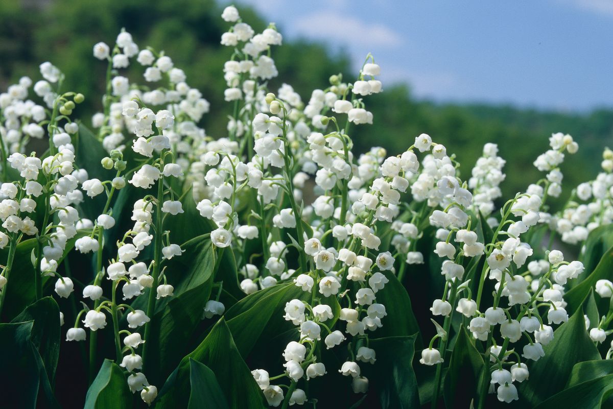 Berries On Lily Of The Valley Plant: Can You Plant Lily Of The