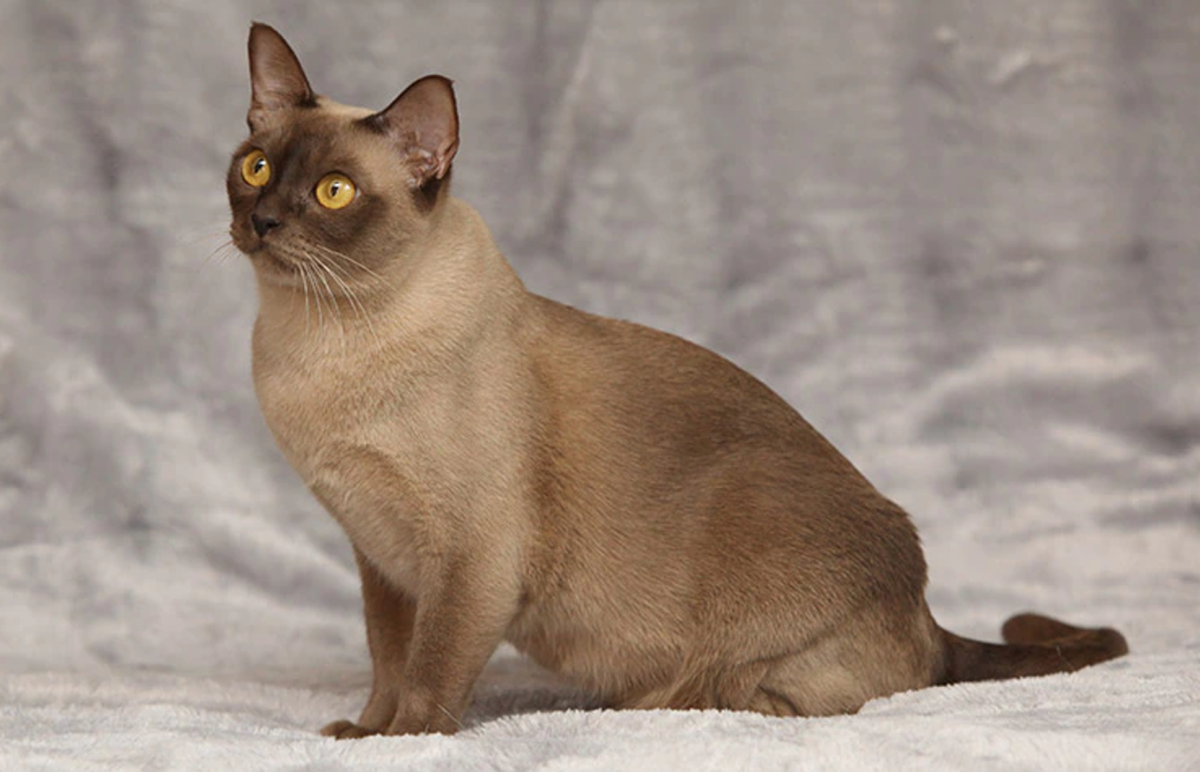 15 Best Hypoallergenic Cats HubPages