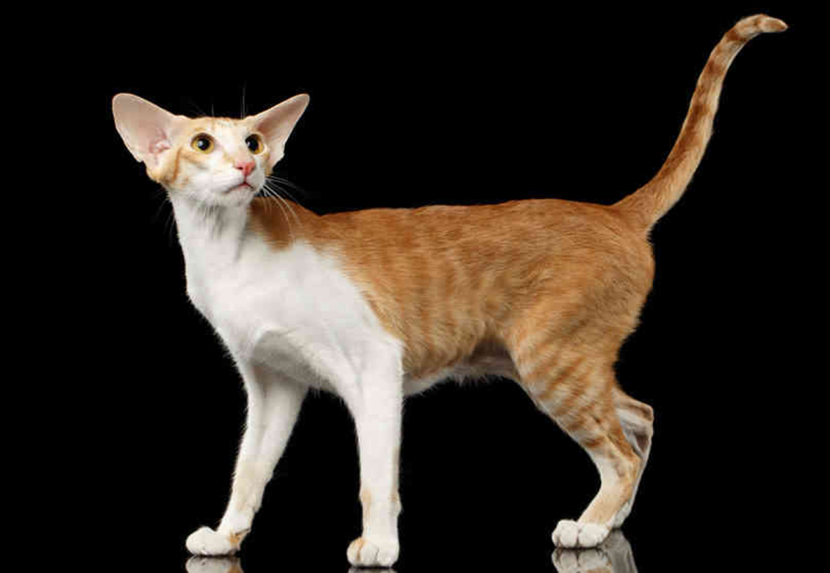 15 Best Hypoallergenic Cats HubPages