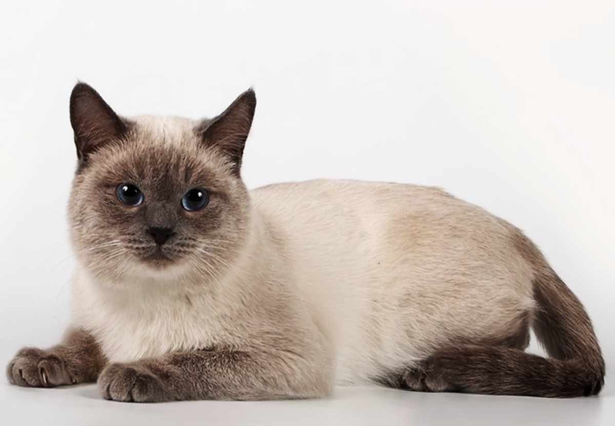 Siamese hypoallergenic clearance