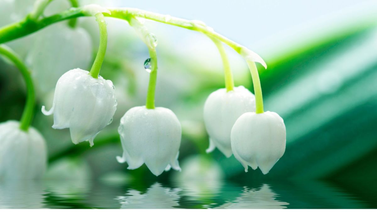 Poisonous Plants: Lily of the Valley, Foxglove and Poison Ivy